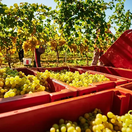 St Peter Vini Svaty Peter