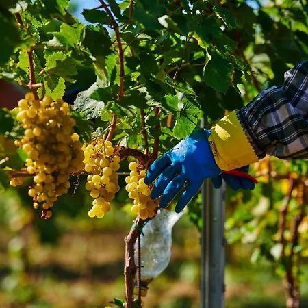 St Peter Vini Guest house