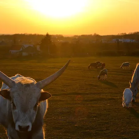 St Peter Vini 3* Svaty Peter